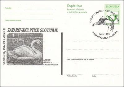 LABOD GRBEC - CYGNUS OLOR